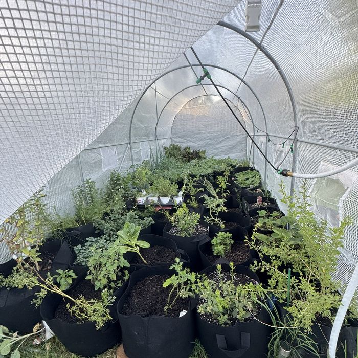 Grow bags full of established herbs and starts in the El Campo greenhouse, ready to take cuttings from