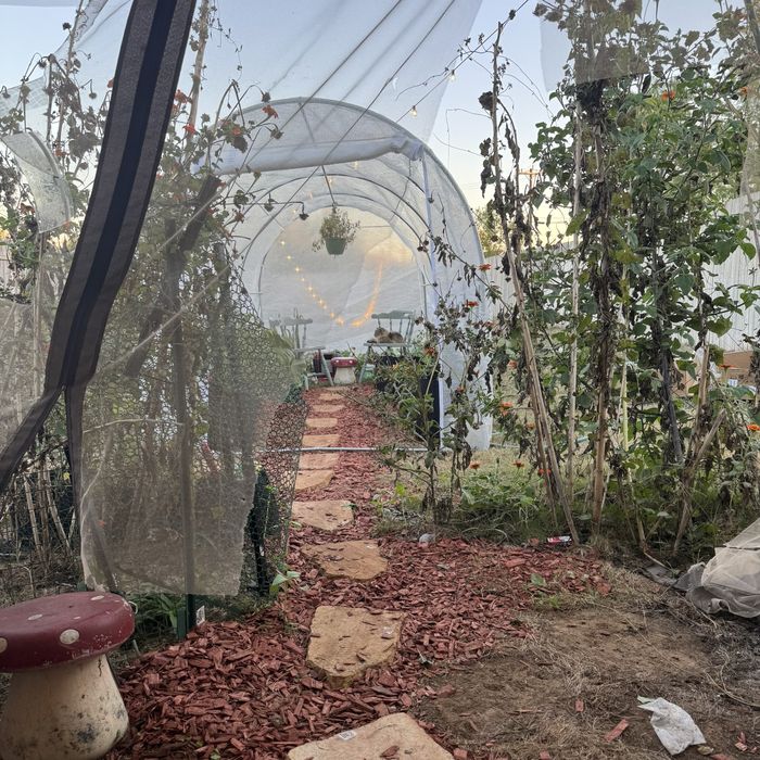 Heirloom plants climbing inside the Texas Roots greenhouse, the source of hand-saved seed